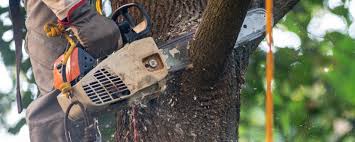 Best Root Management and Removal  in Bishopville, SC