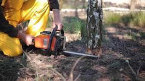 Best Tree Cabling and Bracing  in Bishopville, SC