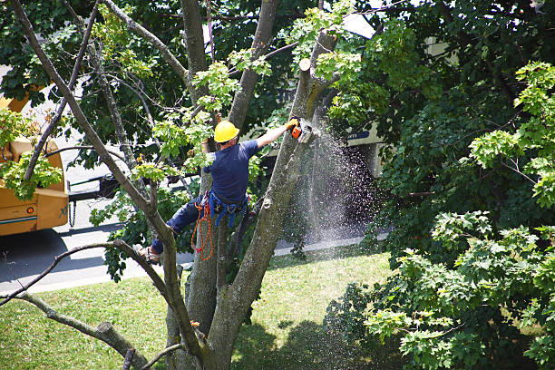 Best Tree Removal  in Bishopville, SC